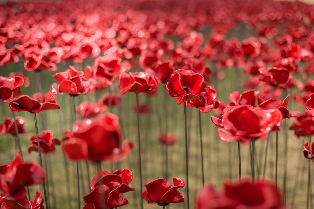 'Blood Swept Lands and Seas of Red' poppy installation at the Tower of London to mark the centenary of the First World War.